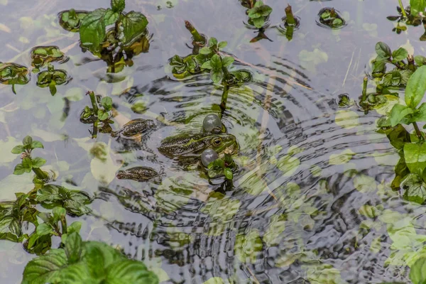 Water Frog Krka National Park Croatia — Fotografia de Stock
