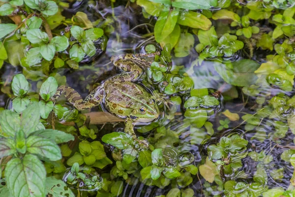 Water Frog Krka National Park Croatia — стоковое фото