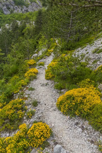 Wanderweg Lovcen Nationalpark Montenegro — Stockfoto