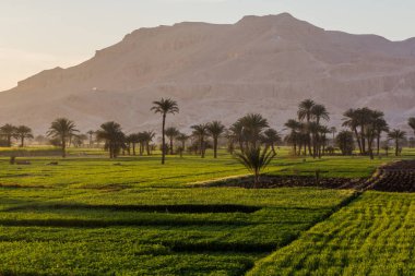Mısır 'ın Nil nehri vadisinde palmiyeler ve yemyeşil tarlalar