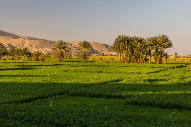 Mısır 'daki Nil nehrinden yemyeşil alanlar sulanıyor