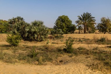 Mısır, Nil nehri yakınlarındaki kum ve bitkiler