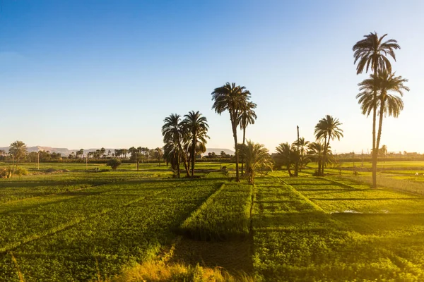 Lush Fields River Nile Egypt — Stock Photo, Image