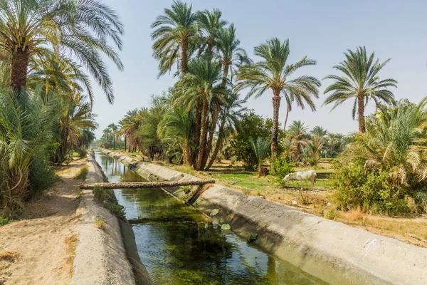 Mısır Nil Nehri Kıyısındaki Sulama Kanalı — Stok fotoğraf