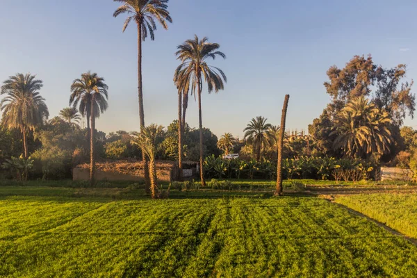埃及尼罗河沿岸茂密的田野 — 图库照片