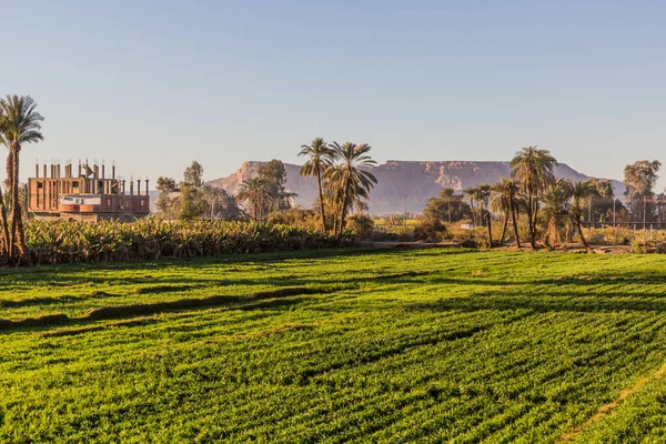 Mısır Daki Nil Nehri Boyunca Yemyeşil Alanlar — Stok fotoğraf