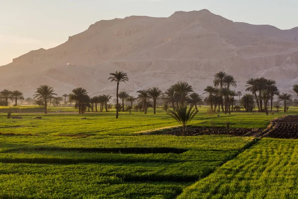 Mısır Nil Nehri Vadisinde Palmiyeler Yemyeşil Tarlalar — Stok fotoğraf
