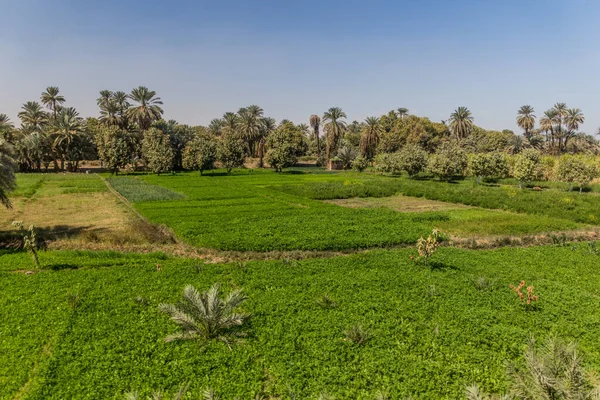 Nil Nehri Boyunca Yemyeşil Tarlalar Mısır — Stok fotoğraf
