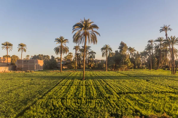 Saftige Felder Nil Ägypten — Stockfoto