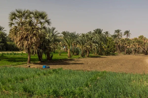 Mısır Nil Nehri Kenarındaki Tarlalar — Stok fotoğraf