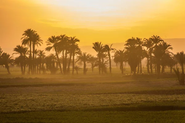 Sunset View Palms Lush Fields Valley Nile River Egypt — Stock Photo, Image