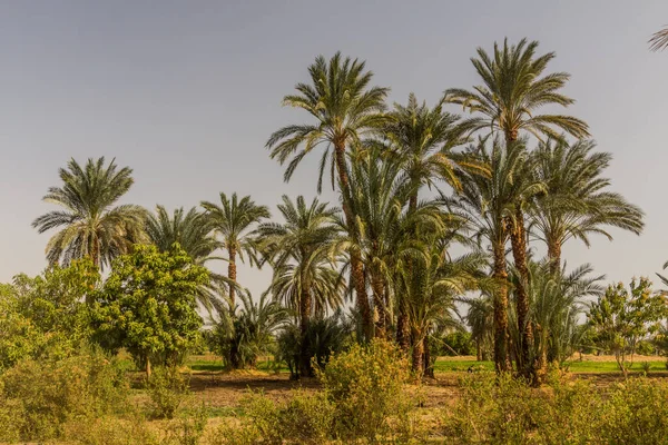 Palme Lungo Fiume Nilo Egitto — Foto Stock