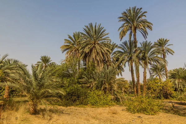 Nil Nehri Kıyısındaki Palmiyeler Mısır — Stok fotoğraf