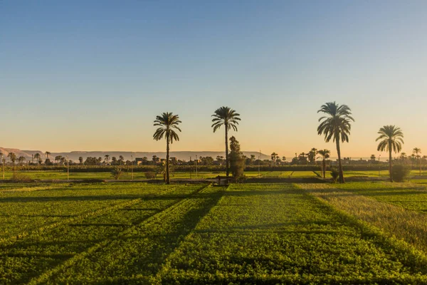 Lush Fields River Nile Egypt — Stock Photo, Image