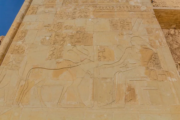 Dekoracje Ścienne Świątyni Hatszepsut Zachodnim Brzegu Luksoru Egipt — Zdjęcie stockowe