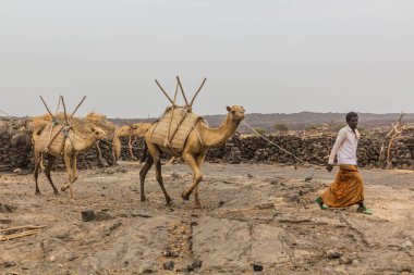 AFAR, ETHIOPIA - 25 Mart 2019: Etiyopya 'da Etiyopya Depresyonu' nda Erta Ale yanardağının altındaki Dodom köyünde develer