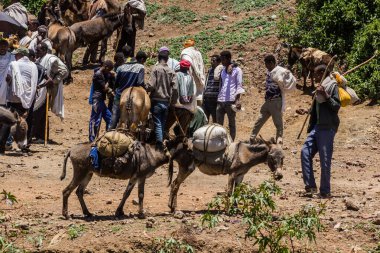 LALIBELA, ETHIOPIA - 30 Mart 2019: Eşekler Lalibela, Etiyopya 'daki Cumartesi pazarında