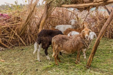 Sudan, Abri yakınlarındaki Nil nehrinin kumlu bir adasındaki Nubian köyünde koyun kafesi.