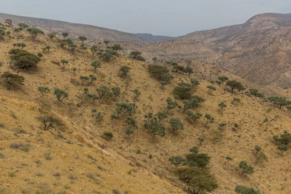 Hilly Landscpae Afar Region Ethiopia — Stock Photo, Image