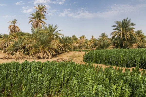 Abri Sudan Yakınlarındaki Palmiye Tarlalar — Stok fotoğraf