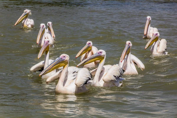 Pelikane Pelecanus Onocrotalus Tana See Äthiopien — Stockfoto