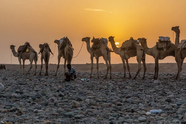 Danakil Ethiopia March 2019 Early Morning View Camel Caravan Hamed — Stock Photo, Image