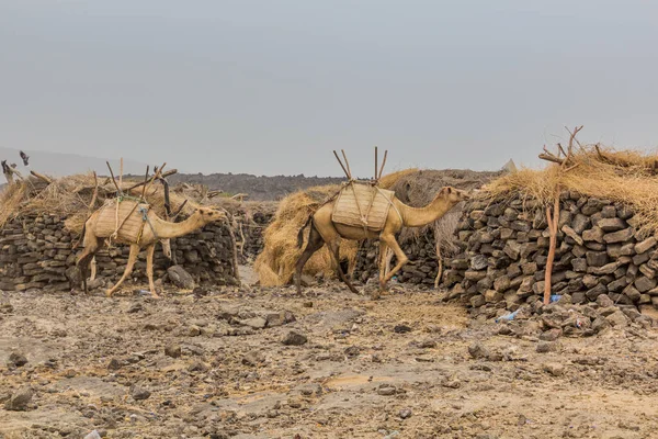 Camels Dodom Village Erta Ale Volcano Afar Depression Ethiopia — Stock Photo, Image