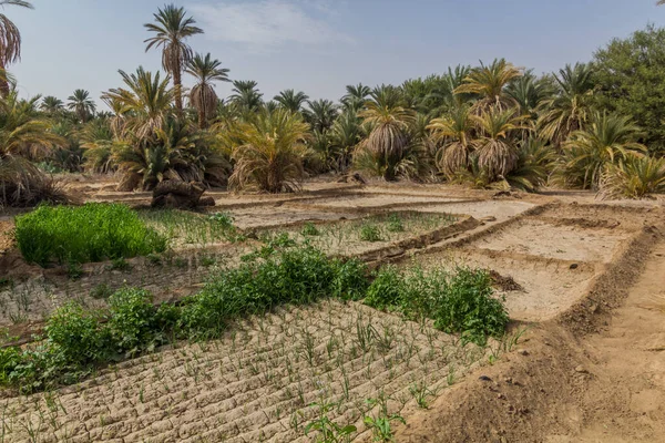 Palmen Und Felder Der Nähe Von Abri Sudan — Stockfoto