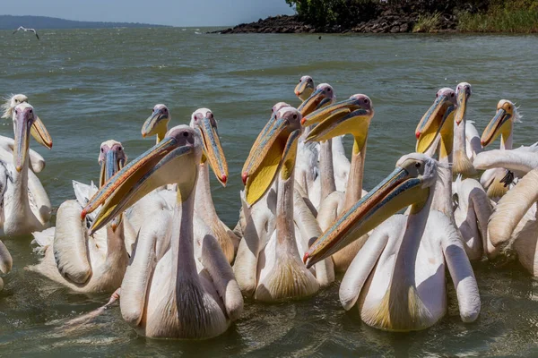 Pélicans Blancs Pelecanus Onocrotalus Lac Tana Éthiopie — Photo