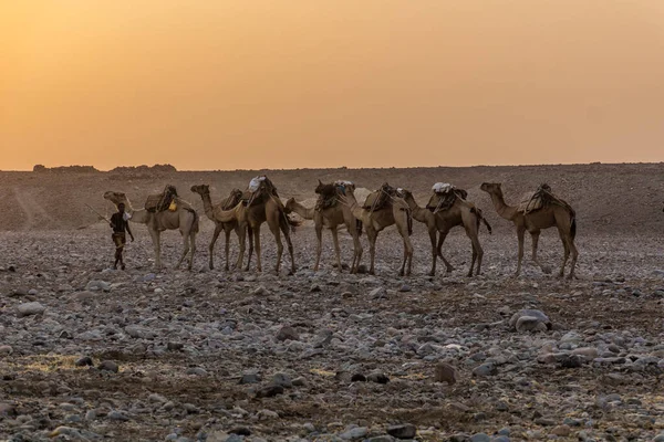 Danakil Ethiopia Maart 2019 Vroeg Ochtend Uitzicht Een Kamelenkaravaan Hamed — Stockfoto