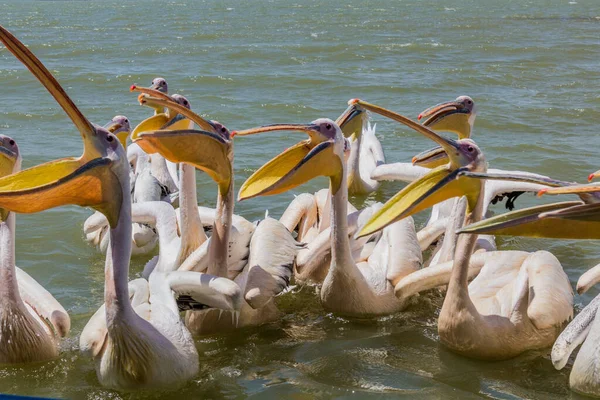 Mari Pelicani Albi Pelecanus Onocrotalus Lacul Tana Etiopia — Fotografie, imagine de stoc
