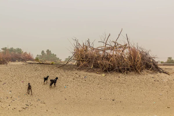 Får Nad Get Inhägnad Sandö Floden Nilen Nära Abri Sudan — Stockfoto