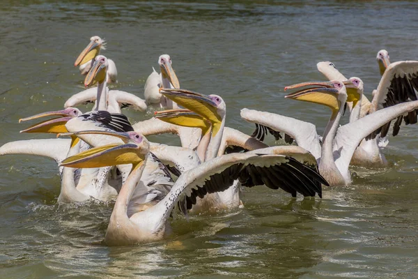 Grandes Pelicanos Brancos Pelecanus Onocrotalus Lago Tana Etiópia — Fotografia de Stock