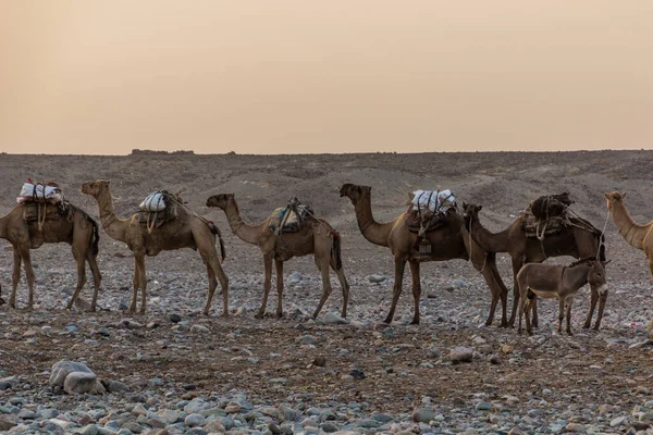 Camel Caravan Hamed Ela Afar Tribe Settlement Danakil Depression Ethiopia — Stock Photo, Image