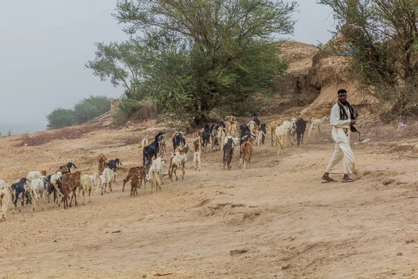 Abri Sudan Luty 2019 Stado Kóz Owiec Brzegu Nilu Pobliżu — Zdjęcie stockowe