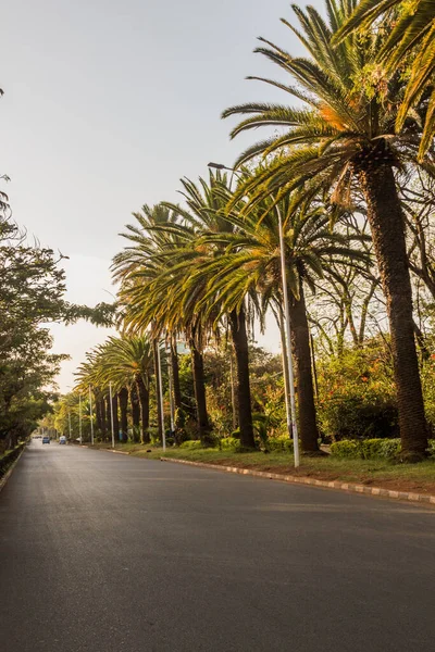 Palmengesäumte Allee Bahir Dar Äthiopien — Stockfoto