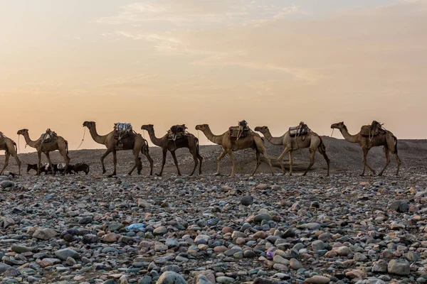 埃塞俄比亚达纳基勒凹陷阿法尔部落定居点Hamed Ela骆驼车队的晨景 这辆大篷车驶向盐矿 — 图库照片