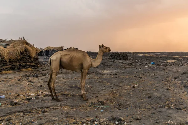 Camel Dodom Village Erta Ale Volcano Afar Depression Ethiopia — Stock Photo, Image