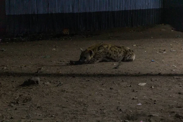 Hyäne Den Straßen Von Harar Äthiopien — Stockfoto