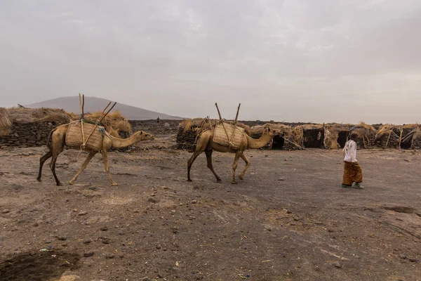 Afar Ethiopia March 2019 Camels Dodom Village Erta Ale Volcano — Stock Photo, Image