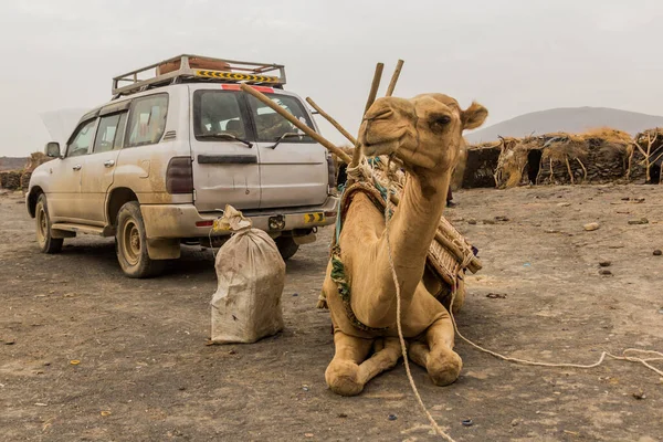 Tourist Vehicle Camel Dodom Village Erta Ale Volcano Afar Depression — Stock Photo, Image