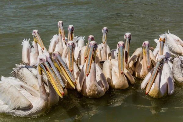 Pelikane Pelecanus Onocrotalus Tana See Äthiopien — Stockfoto