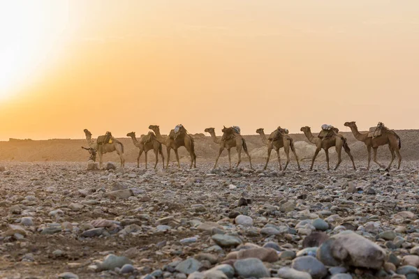 Morning View Camel Caravan Hamed Ela Afar Tribe Settlement Danakil — Stock Photo, Image