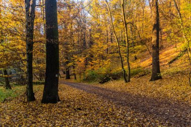 Çek Cumhuriyeti 'nin Prag kentindeki Kunraticky ormanında sonbahar manzarası