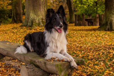 Collie rengarenk parktaki bankta bir köpek yetiştiriyor.