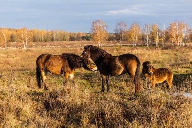 Avrupa vahşi atları (Equus ferus ferus) Çek Cumhuriyeti 'nin Milovice Nature Reserve kentinde
