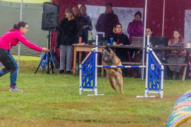LYSA NAD LABEM, CZECH REPUBLIC - 28 Eylül 2020: Çek Cumhuriyeti Lysa nad Labem 'de çeviklik yarışması sırasında bir hurdlee üzerinden atlayan köpek ve bir idareci