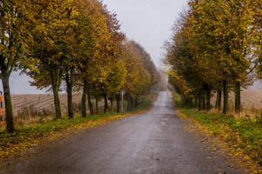 Çek Cumhuriyeti 'nde sonbahar manzaralı bir köy yolu