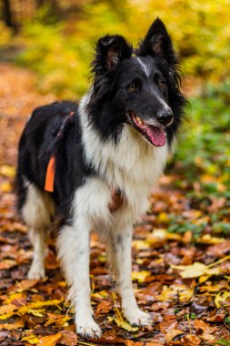 Collie, sonbahar renkli ormanlarda bir bankta köpek yetiştirir.