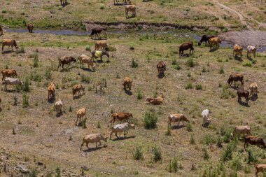 Antik Ani kenti yakınlarındaki Tsaghkotsadzor (Alaca cay) vadisinde bir inek sürüsünün hava manzarası
